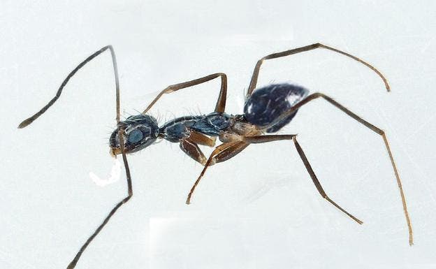 Ants · visual reference