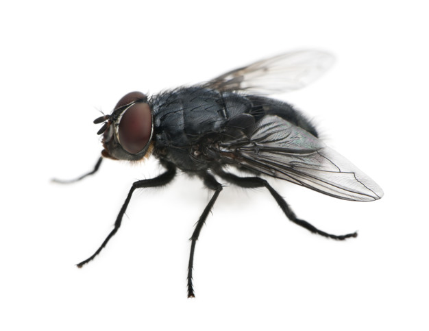 Flies · visual reference