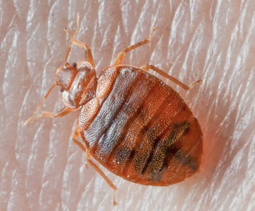 Close-up photograph of a bed bug