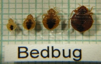 Bed bugs at different stages of development on a size grid