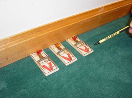 Snap traps placed along a wall