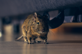 Rodent beneath a piece of furniture.