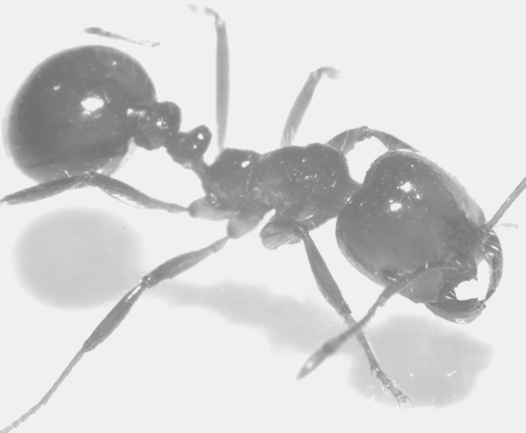 Ants · reference image from Truly Nolen International