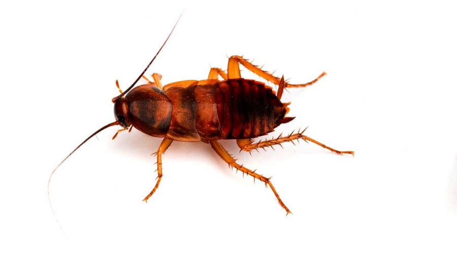 Brownbanded cockroach · identification photograph