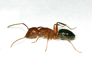 Carpenter ant · identification photograph