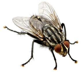 Flesh fly · identification photograph