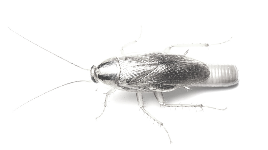 Cockroaches · reference image from Truly Nolen International