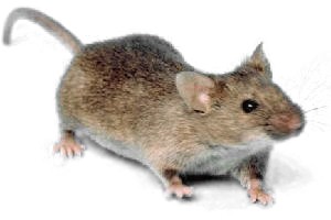 House mouse · identification photograph