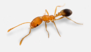Pharaoh ant · identification photograph