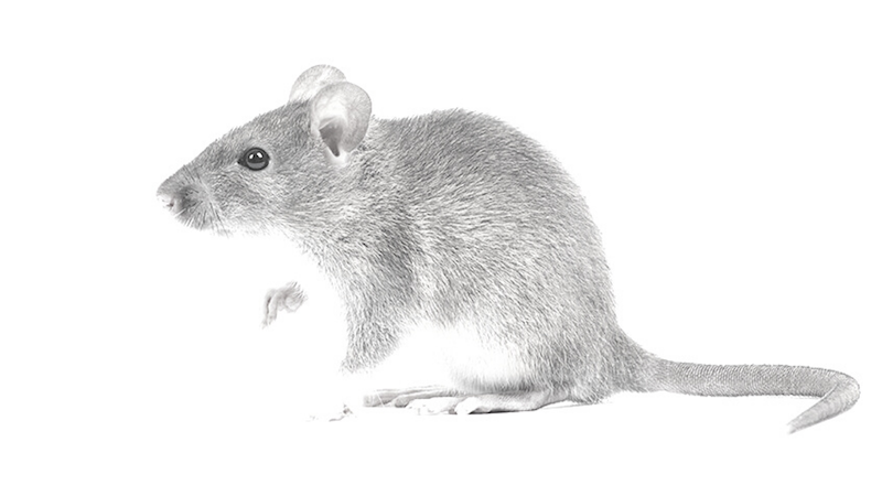 Rodents · reference image from Truly Nolen International