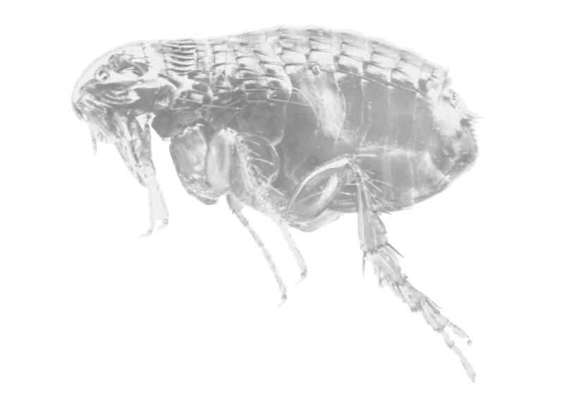 Fleas · reference image from Truly Nolen International