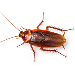 American cockroach · identification photograph