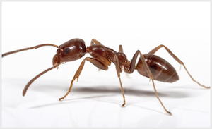 Argentine ant · identification photograph