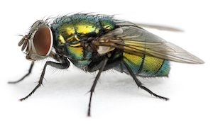 Bottle fly · identification photograph