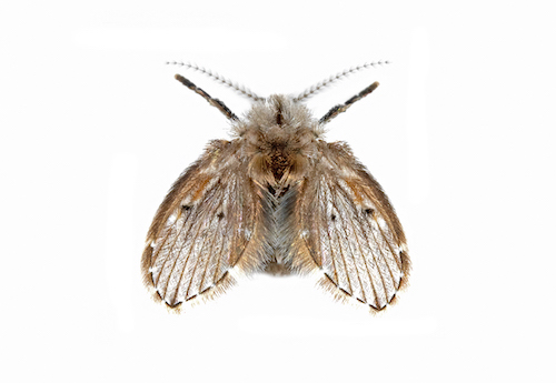 Drain fly · identification photograph