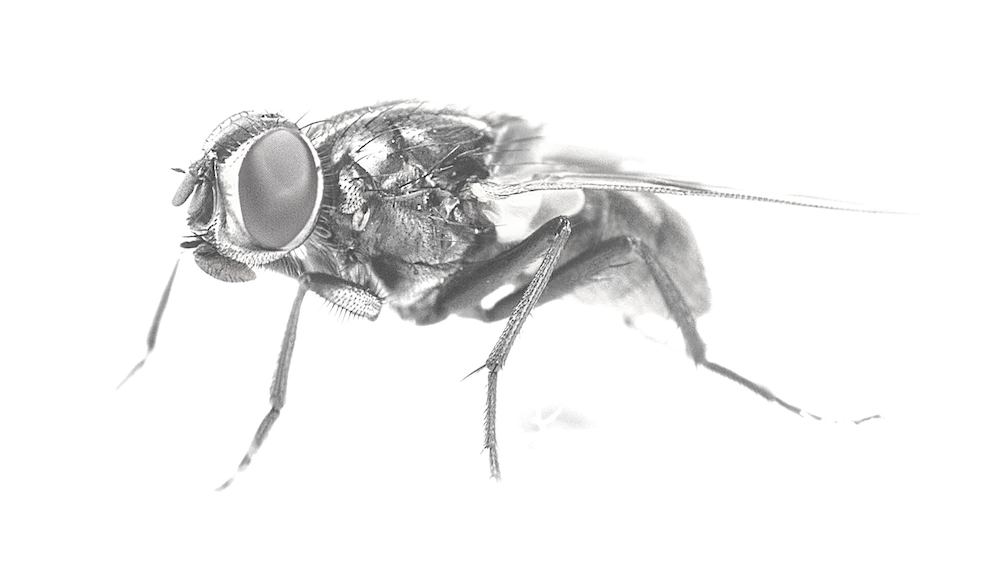 Flies · reference image from Truly Nolen International