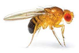 Fruit fly · identification photograph