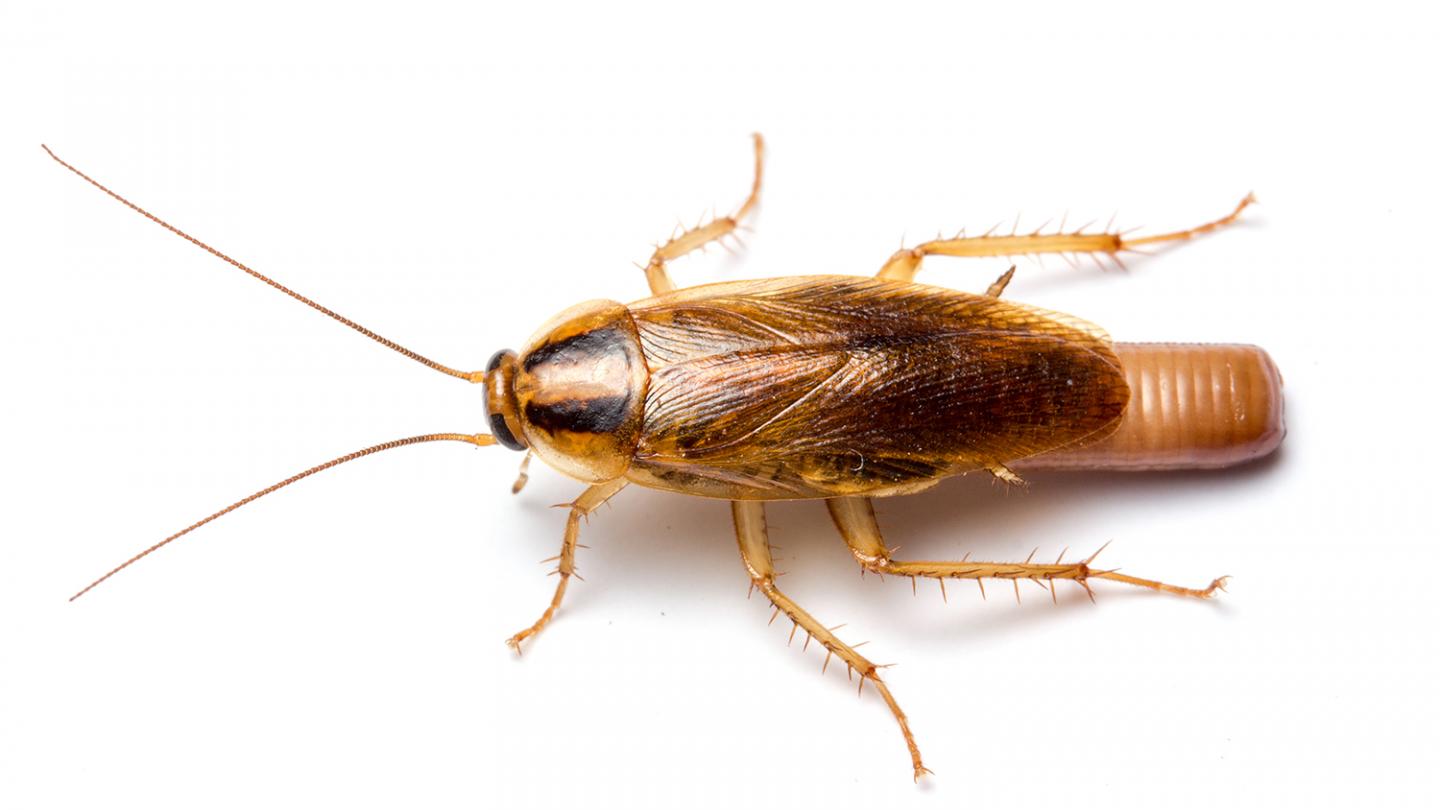 German cockroach · identification photograph