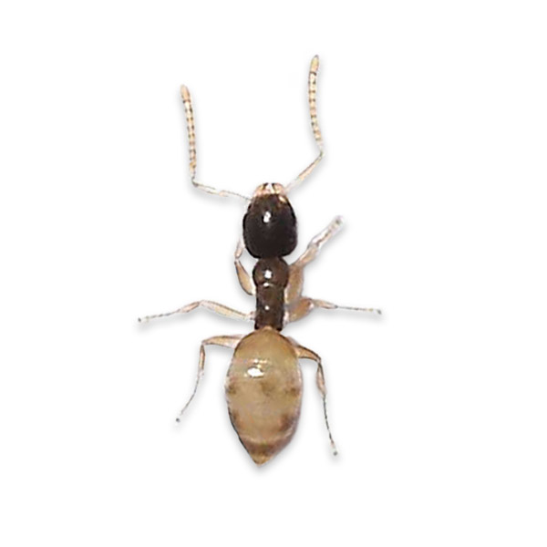 Ghost ant · identification photograph