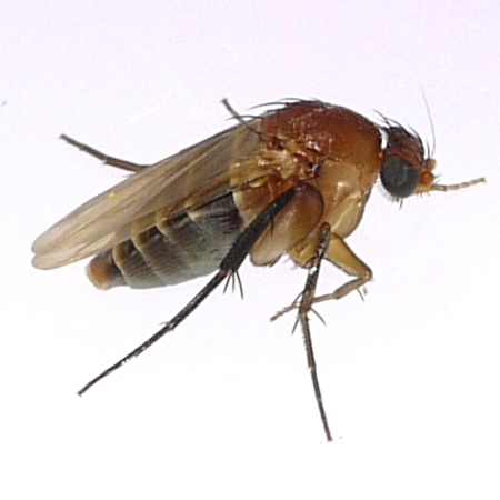 Humpback fly · identification photograph