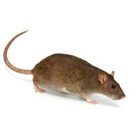 Norway rat · identification photograph