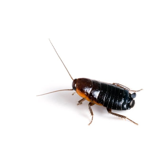 Oriental cockroach · identification photograph