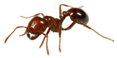 Red imported fire ant · identification photograph