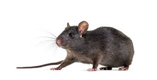 Black or roof rat · identification photograph
